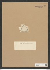 Triceratium amplexum A. Schm. (de-Toni-Nr.: Genus 140, Species 3919) Zeichnungen Sammlung Grunow Nr. 7409 (NHMW-BOT-W0376484)